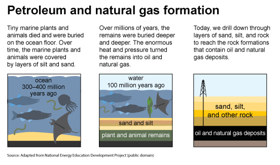formation of coal and petroleum